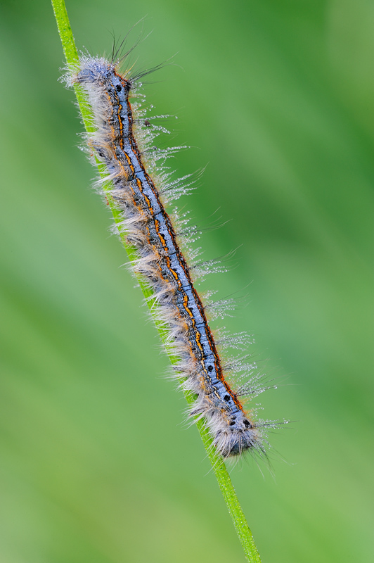 Identificazione bruco